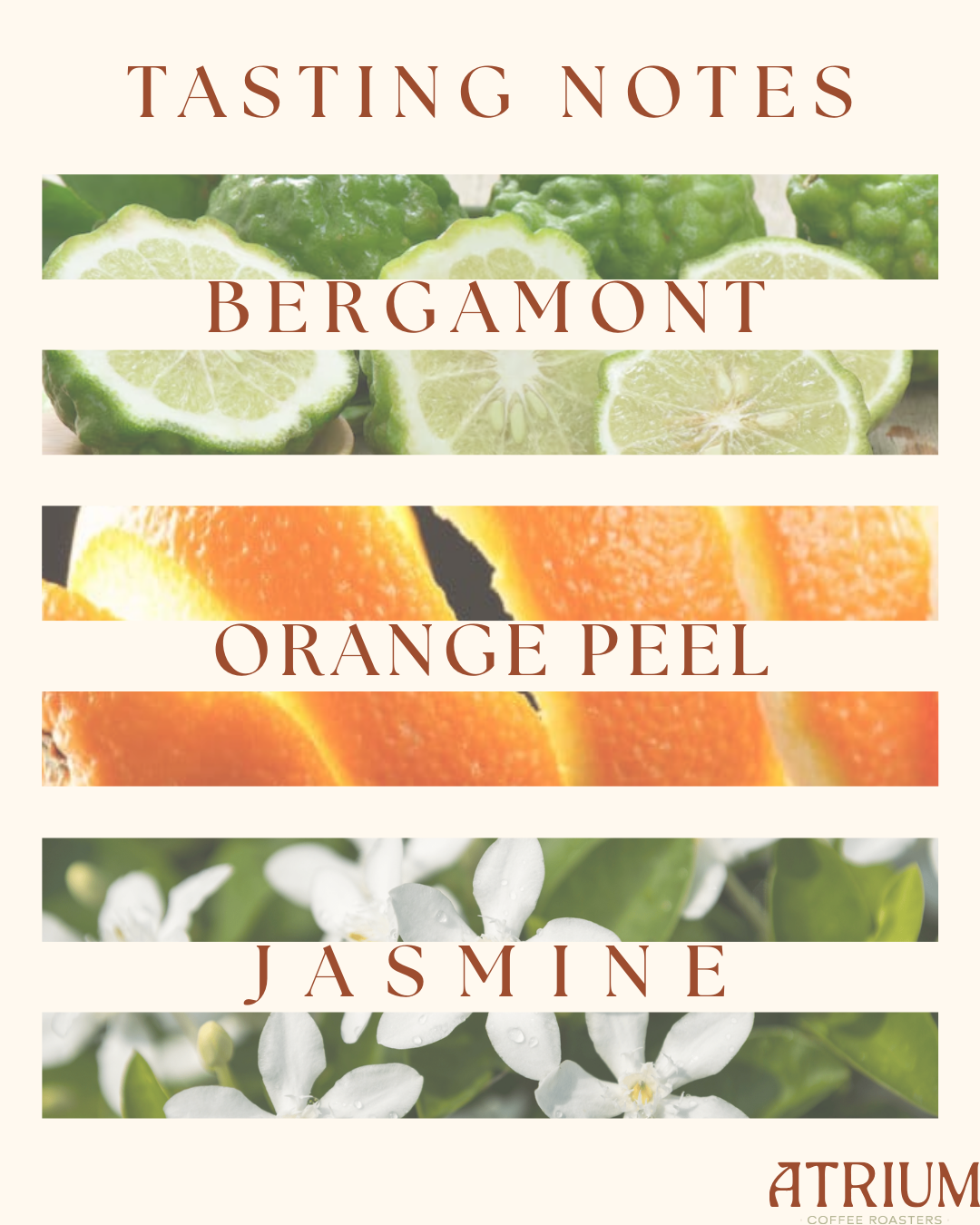 Ethiopia Guji Bishala 12oz (340g) - Image 2