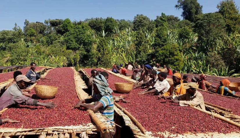 Ethiopia Guji Bishala 12oz (340g) - Image 3