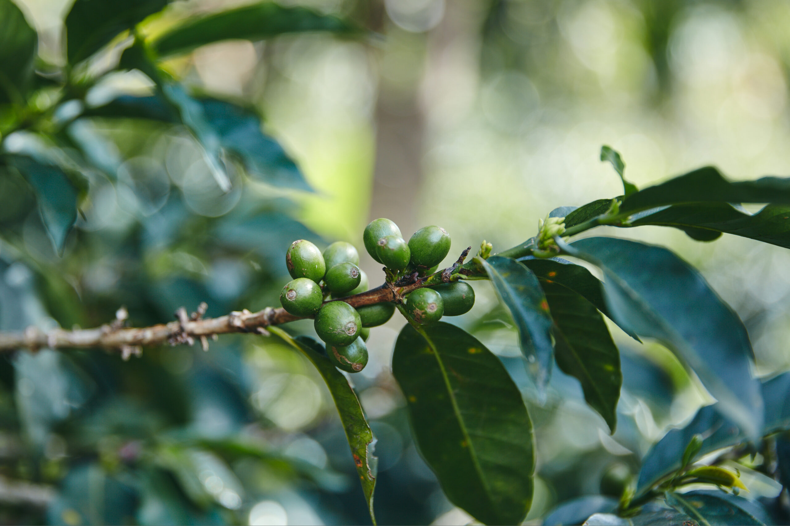 Colombia Manos de Mujeres 12oz (340g) - Image 3