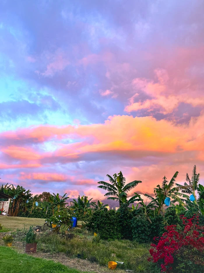 Pink Sunrise 8oz (227g) - Image 3